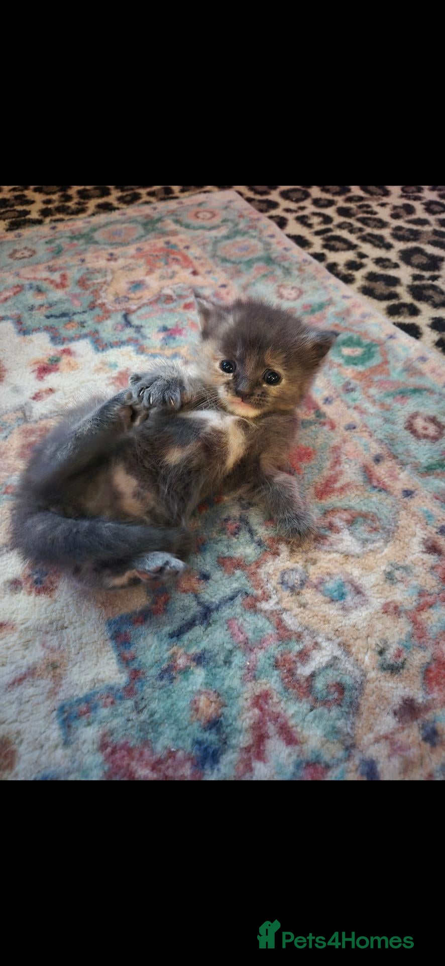 Mixed Breed cats Beautiful Kittens. Ready 22nd October - Advert 17