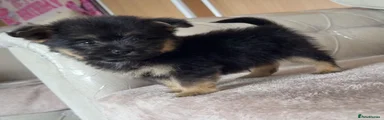 Mixed Breed 5