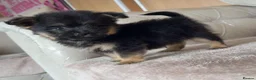 Mixed Breed dogs for sale: Yorkie pom puppies  - Advert 9