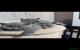 British Shorthair cats for sale: 5  BSH kittens - Image 13