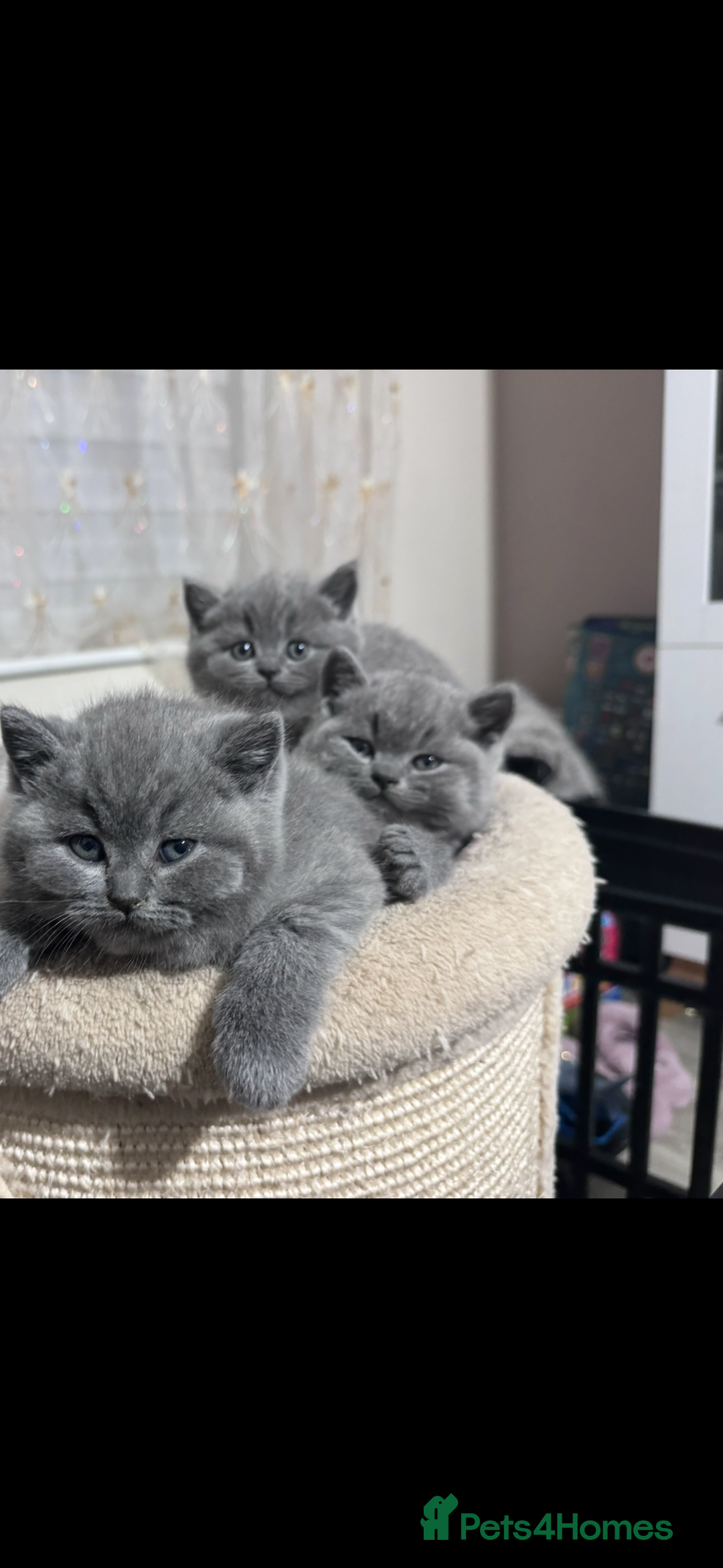 British Shorthair cats for sale: 5  BSH kittens - Image 13