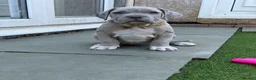 Mixed Breed dogs for sale: Neapolitan mastiff - Advert 18