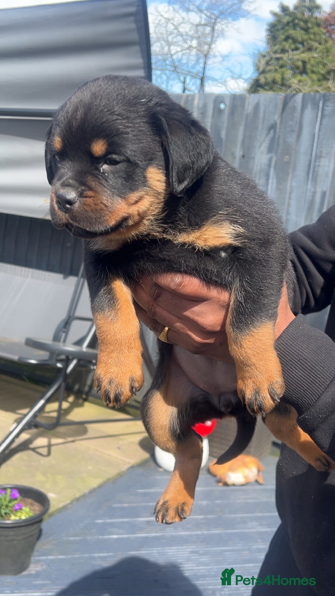 Rottweiler dogs rottweiler pups - Advert 4