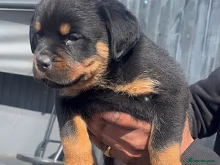 Rottweiler dogs rottweiler pups - Advert 4