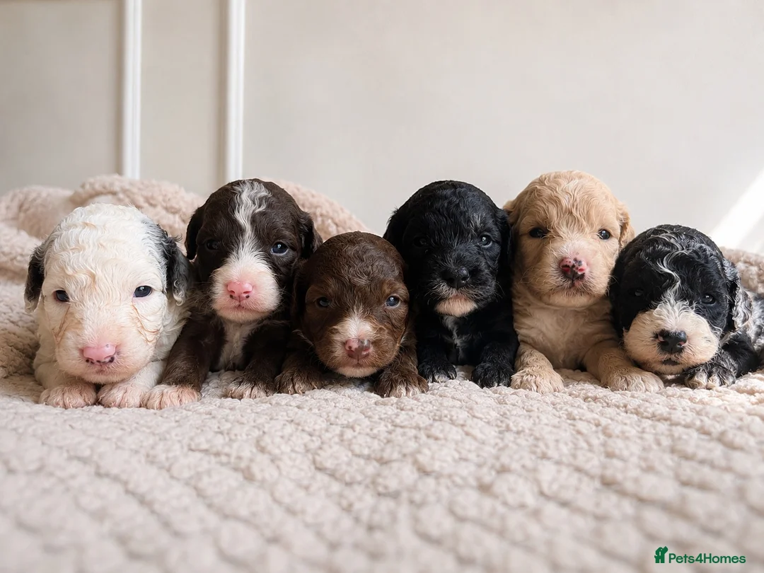 Cavapoo dogs for sale: DNA health tested Miniature Cavapoos 🌸  - Advert 1