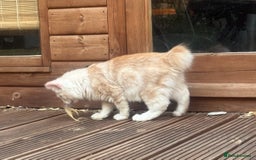 Kurilian Bobtail cats for sale: Cute purebreed Kurilian bobtail kitten available  - Image 9