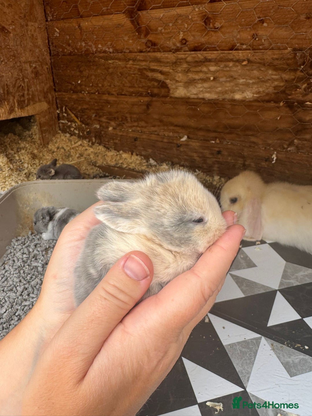 Mini Lop rabbits for sale: Mini Lops & Mini Lion Lops. Separate litters - Image 22