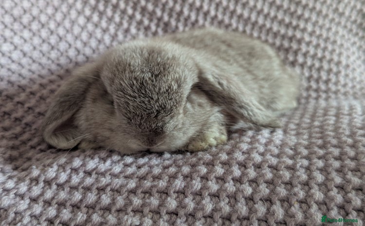 Mini Lop rabbits - Advert 7
