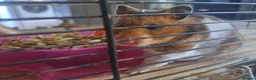 Hamster rodents for sale: Female Syrian Hamster with cage - Advert 1