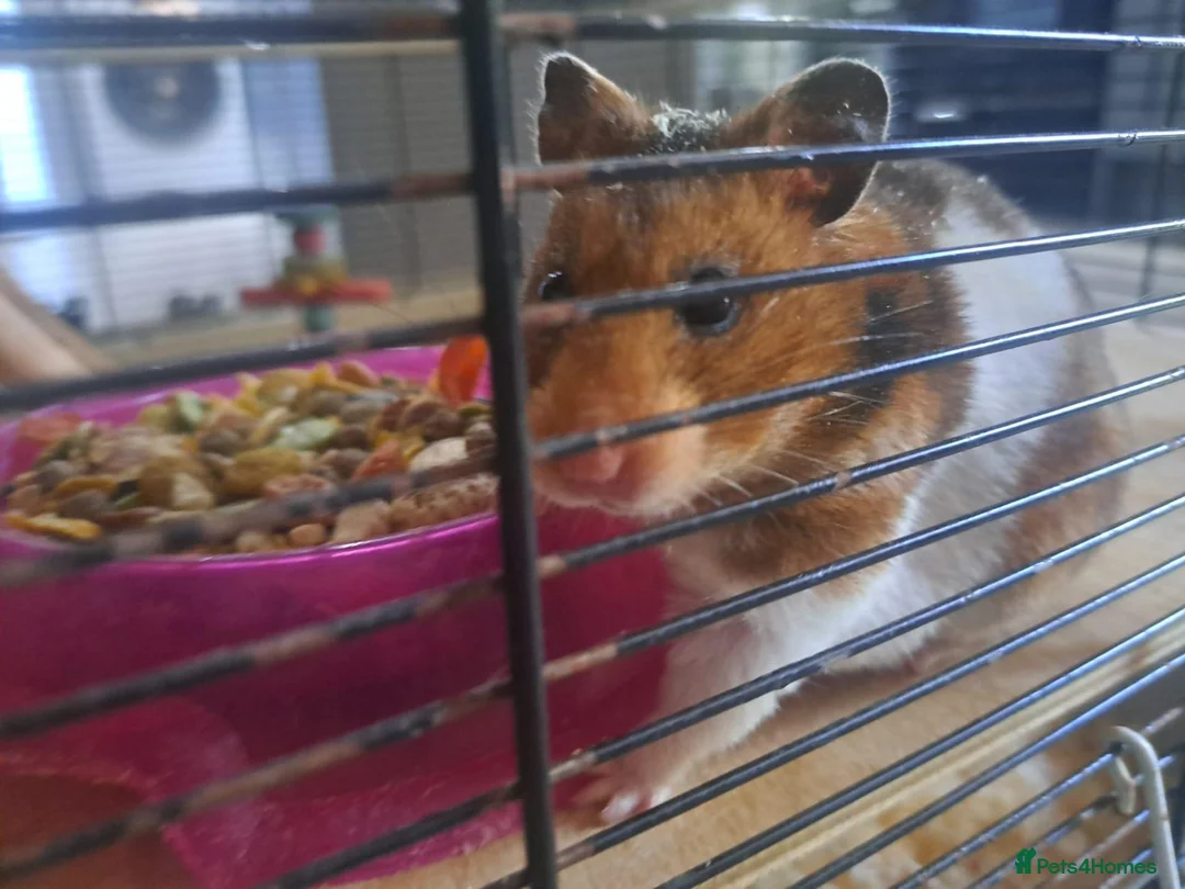 Hamster rodents for sale: Female Syrian Hamster with cage - Advert 1