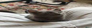 Squeak