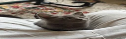 Mixed Breed cats for sale: Beautiful Half Maincoon/NorwegianFC X Russian Blue - Advert 5
