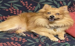 Mixed Breed dogs for sale: Cockeranians - Image 2