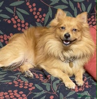 Mixed Breed dogs - Advert 15