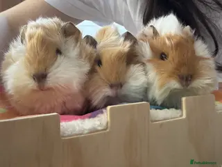 Guinea Pig rodents Peruvian Long hair cream Boars - Advert 1