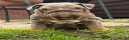 English Bulldog dogs for sale: Gorgeous KC English Bulldog Puppies🐶 - Advert 15