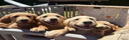 Goldendoodle dogs for sale: Goldendoodle pups Born 25 March 2026 - Advert 13