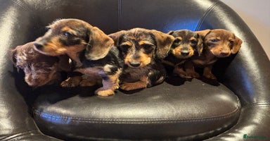 Miniature Dachshund dogs - Advert 15