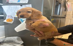 Cocker Spaniel dogs for sale: Cute show type very rare colours dna health tested - Image 25