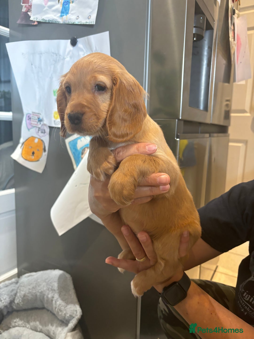Cocker Spaniel dogs for sale: Cute show type very rare colours dna health tested - Image 25