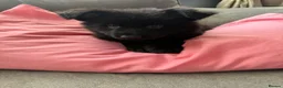 German Shepherd dogs for sale: Puppy’s for sale - Advert 4