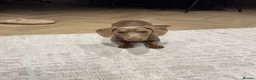 Miniature Dachshund dogs for sale: Champagne coloured mini dachshund  in Norwich - Advert 4