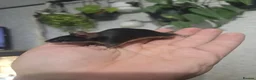Mouse rodents for sale: Female mice various colours (READ AD) - Advert 5