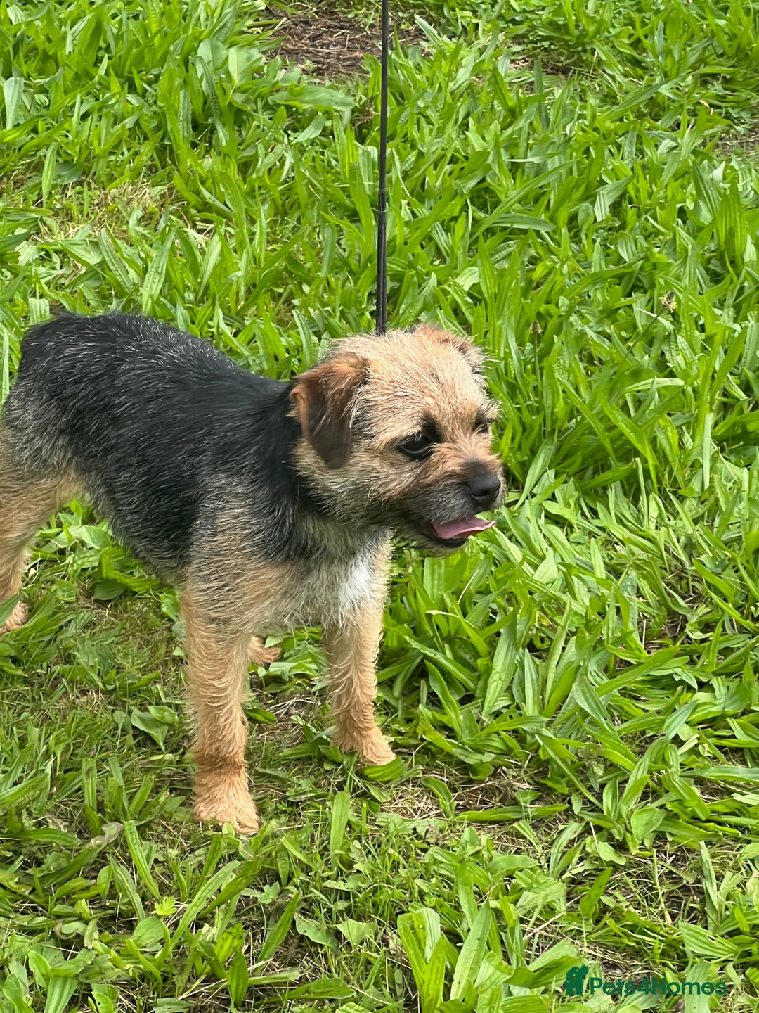 Border Terrier dogs for sale: Adorable Border Terriers - Image 2