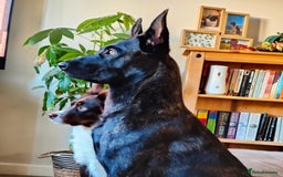Belgian Shepherd Dog dogs for sale: 1 year old Dutch herder looking for a new home - Image 1