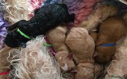 Cavapoo dogs for sale: Cavapoo F1B pups licensed Breeder/health tested  - Image 20