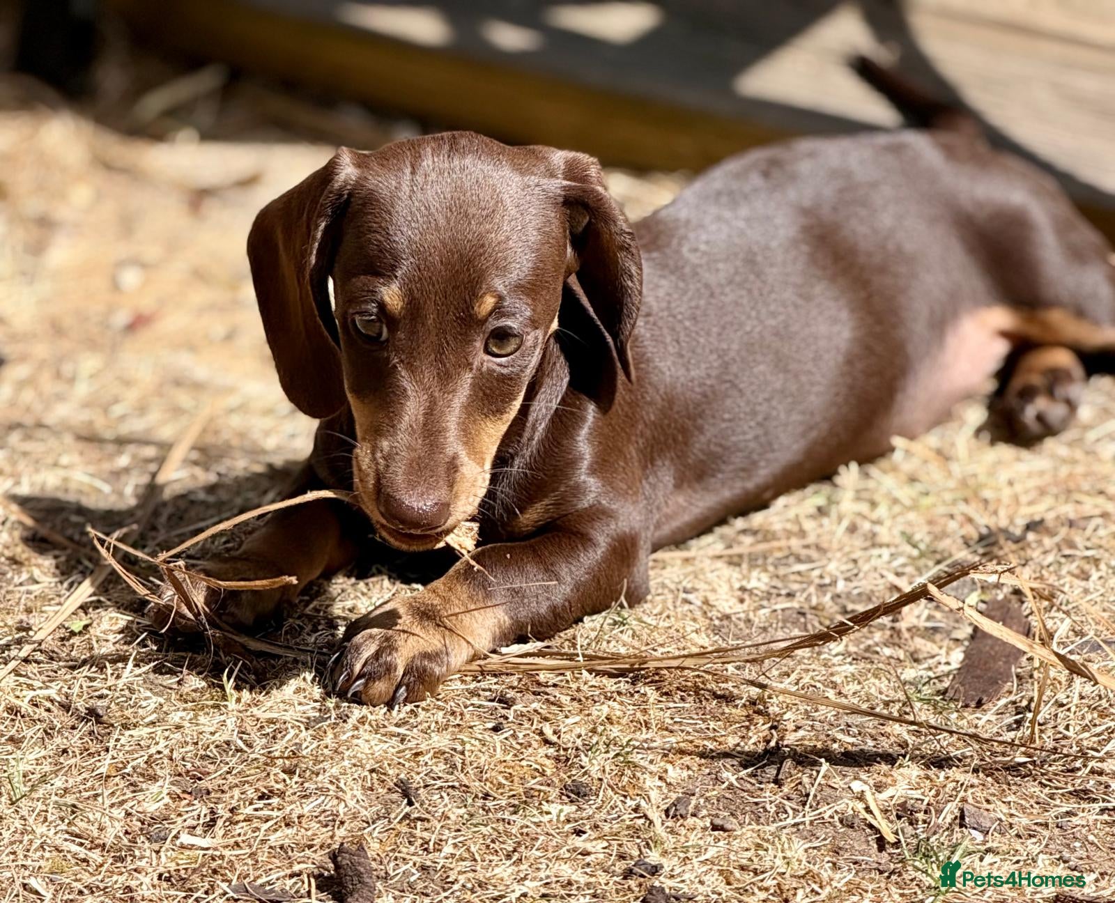 Miniature Dachshund dogs  8 BEAUTIFUL KC Reg Pups Miniature Dachshund - Advert 2