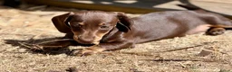 Dachshund dogs for sale:  LAST 3 Unique Dachshund Miniature KC Pups - Advert 15