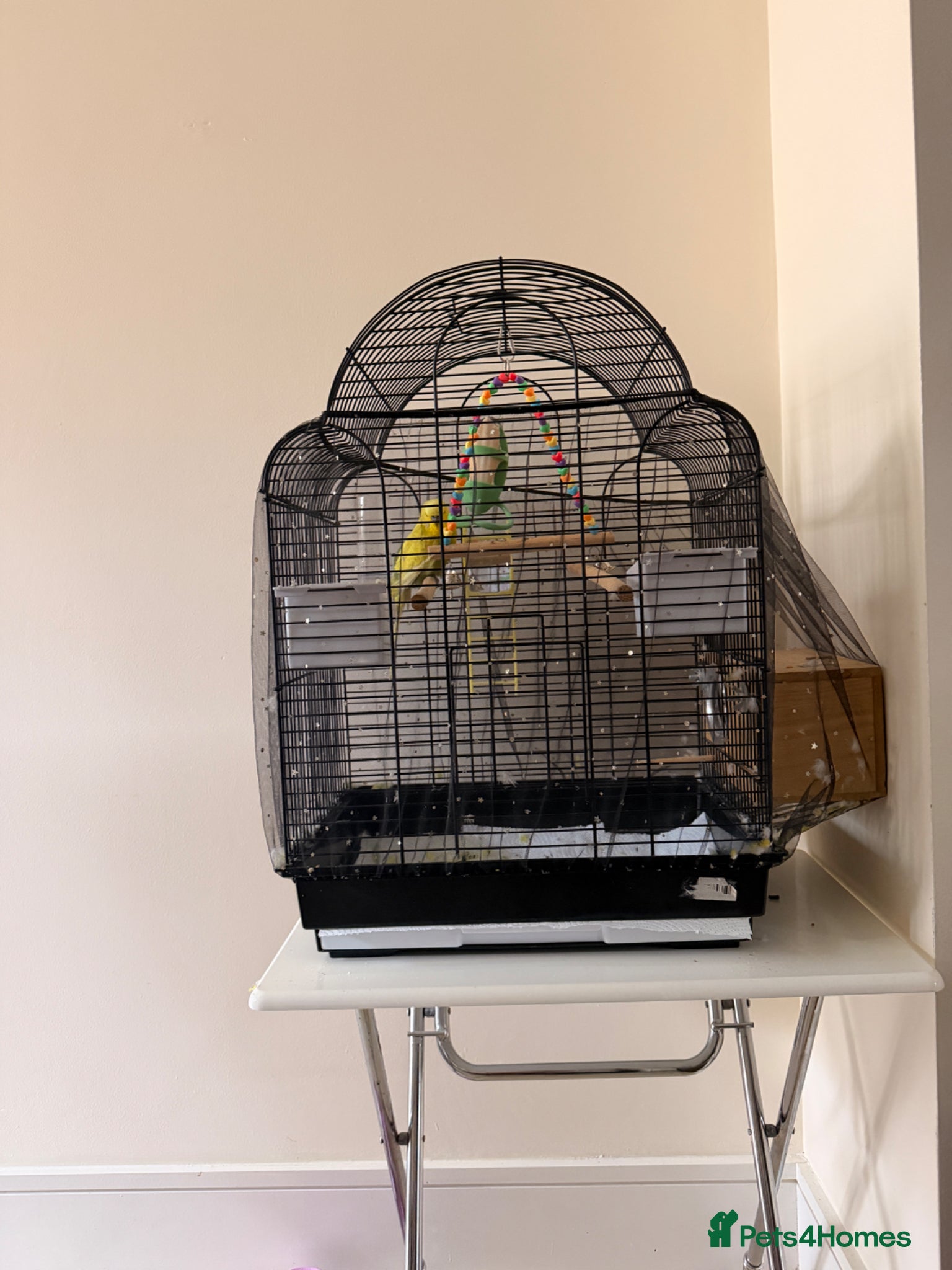 Budgerigars birds for sale: Budgies - Advert 4