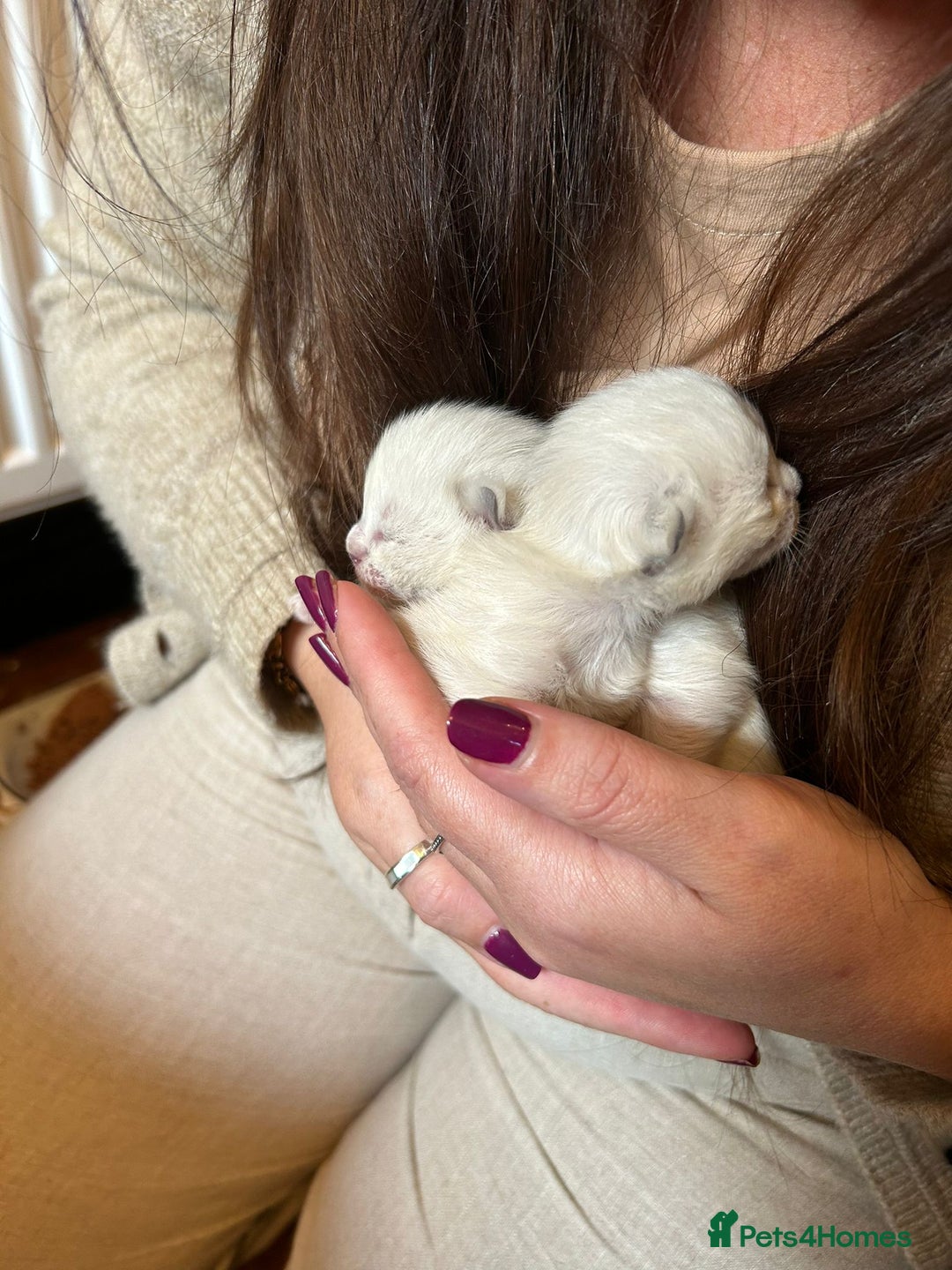 Ragdoll cats for sale: Stunning Ragdoll kittens. Champion line.  - Image 6