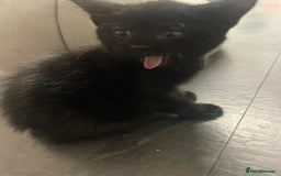 Mixed Breed cats for sale: Kittens for sale - Image 5