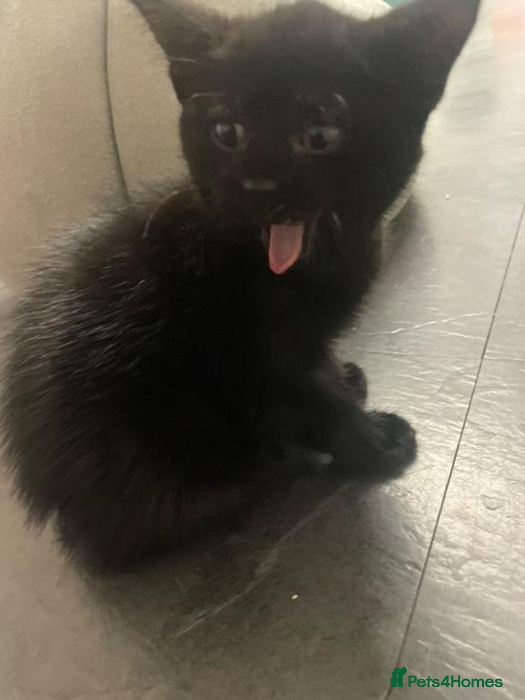 Mixed Breed cats for sale: Kittens for sale - Image 5