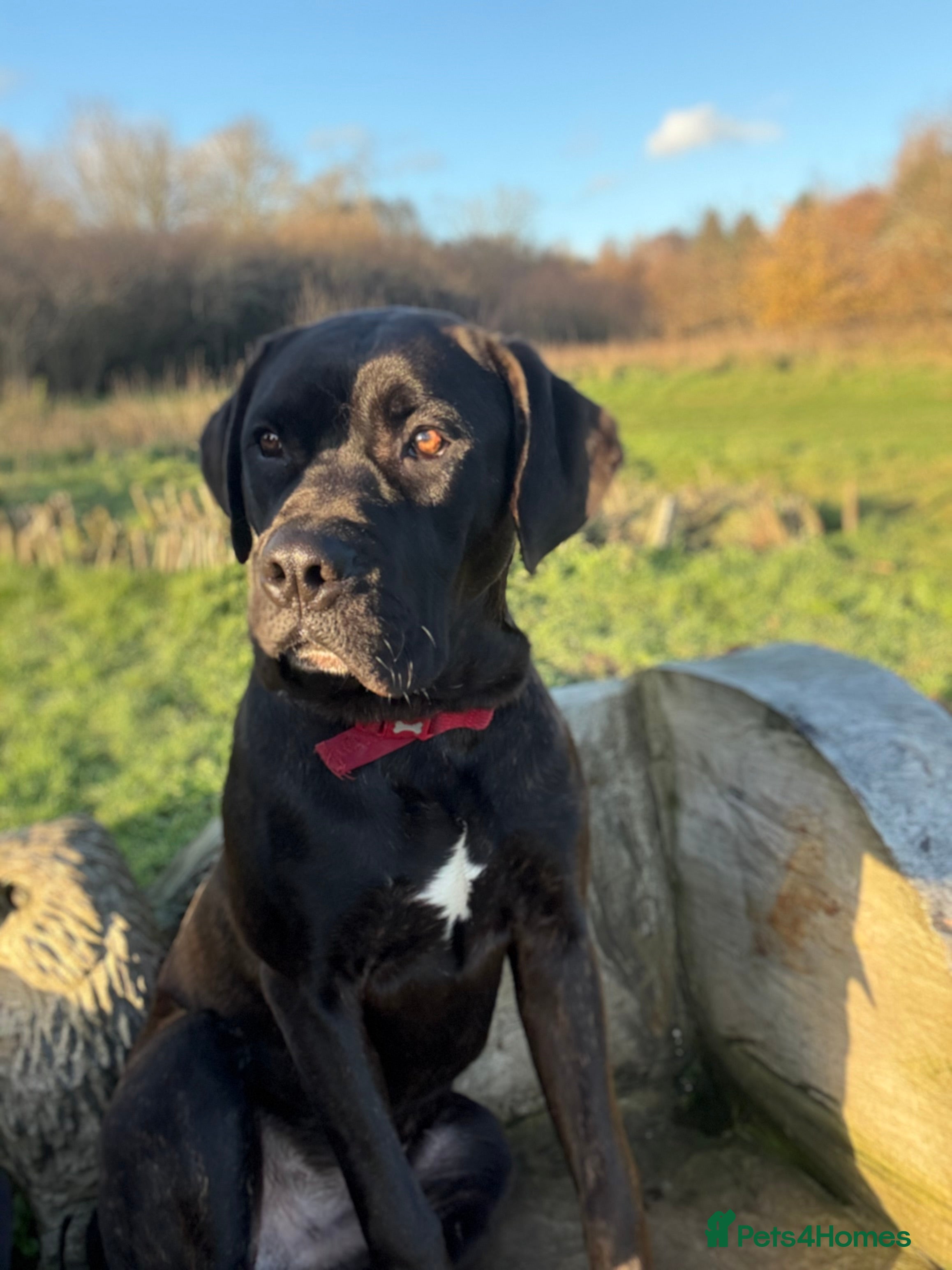 Cane Corso dogs 9 month old cane corso  - Advert 8