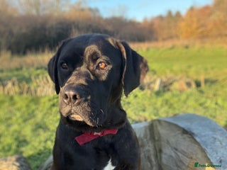 Cane Corso dogs 9 month old cane corso - Advert 16