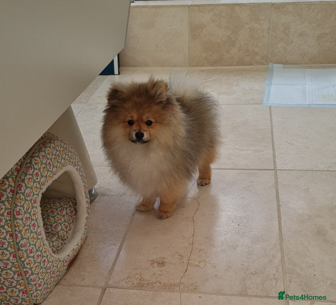 Pomeranian dogs for sale: Stunning Teddy purebreed Russian/Ukrainian poms in Basildon - Image 15