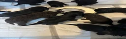 Mixed Breed dogs for sale: Gorgeous Sprocker Poo Pups ** litter ready06/06/26 - Advert 13