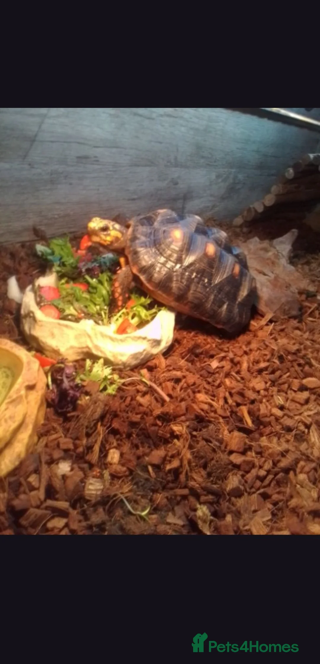 Tortoise reptiles for sale: Red footed tortoise - Advert 4