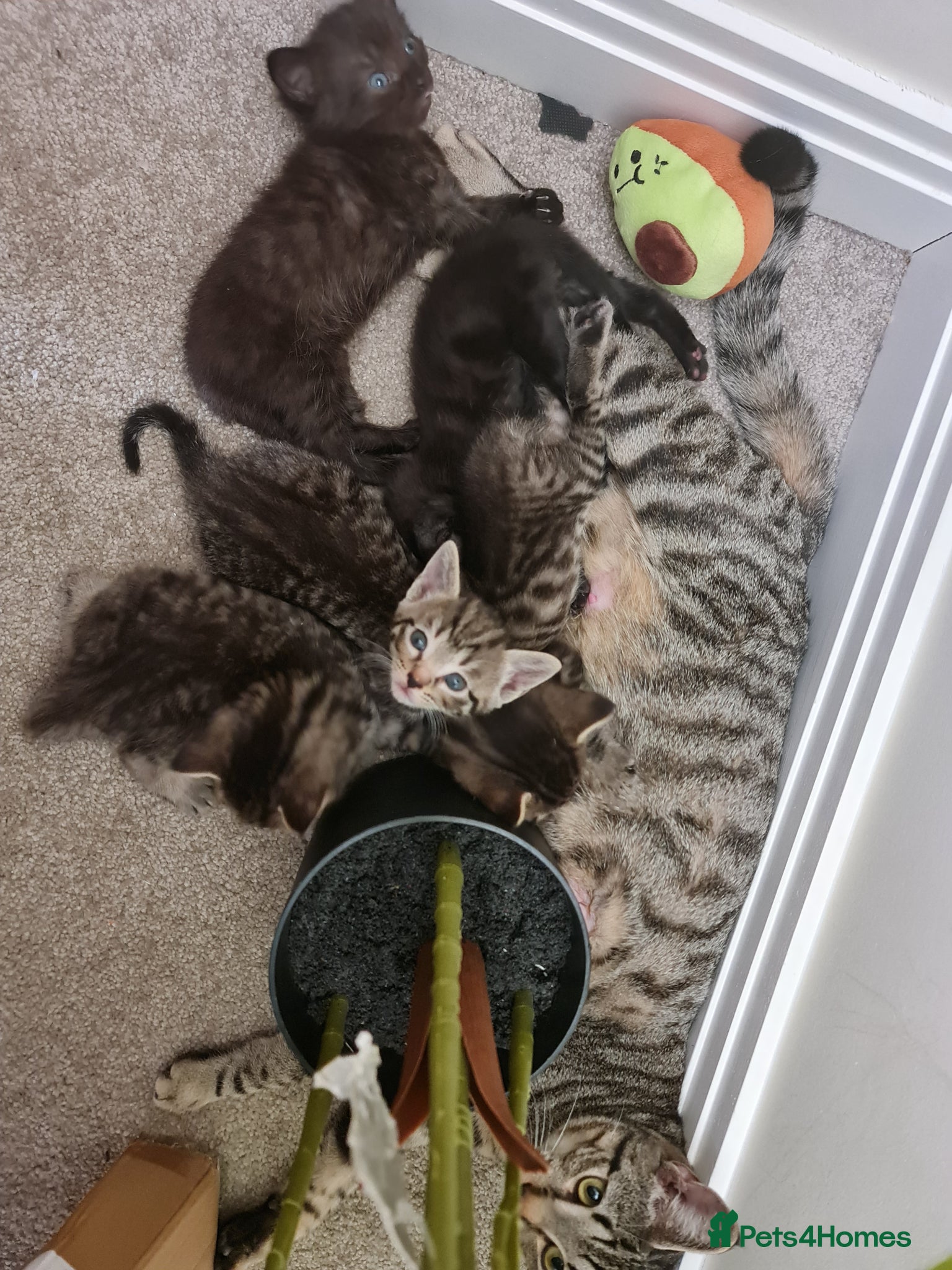 Domestic Shorthair cats for sale: Short hair kittens for sale - Advert 1