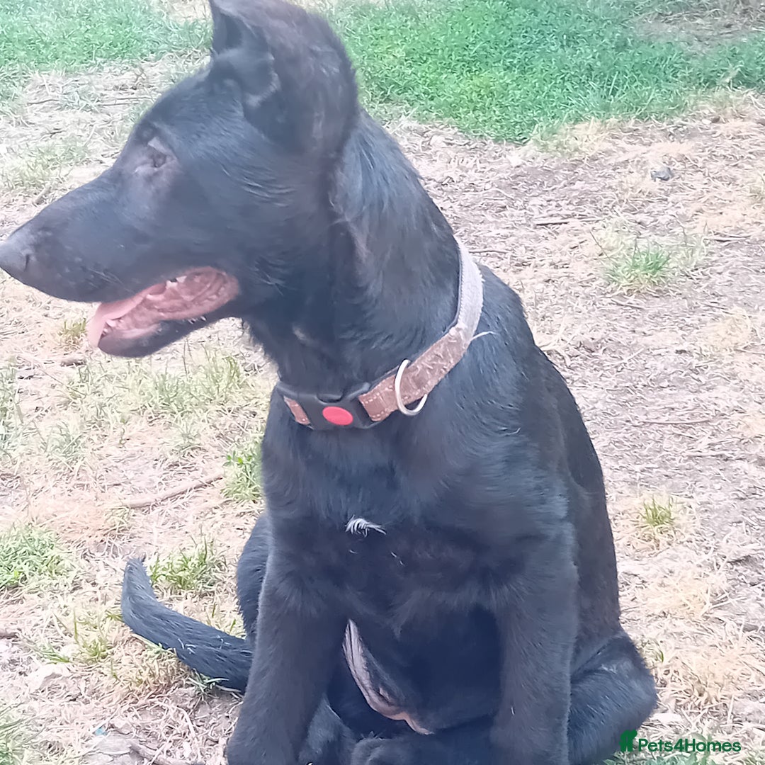 German Shepherd dogs for sale: Female Black German Shepherd Puppy in London - Image 6