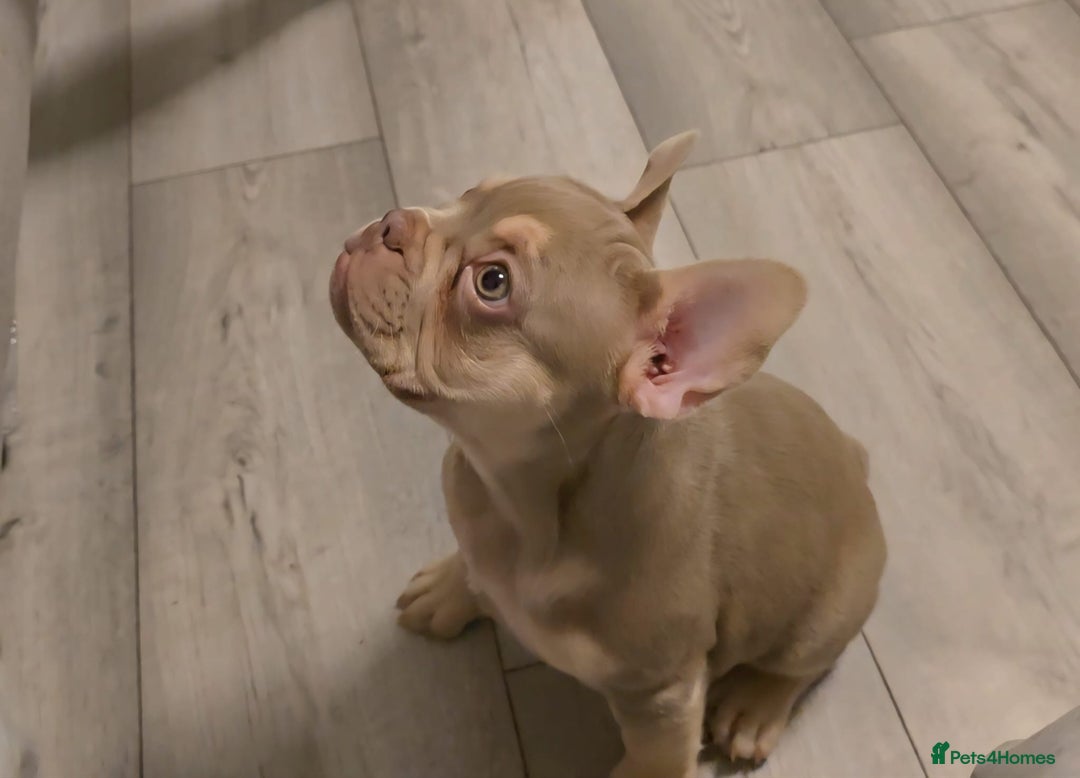 French Bulldog dogs for sale: Last of the litter female new shade isabella - Advert 5