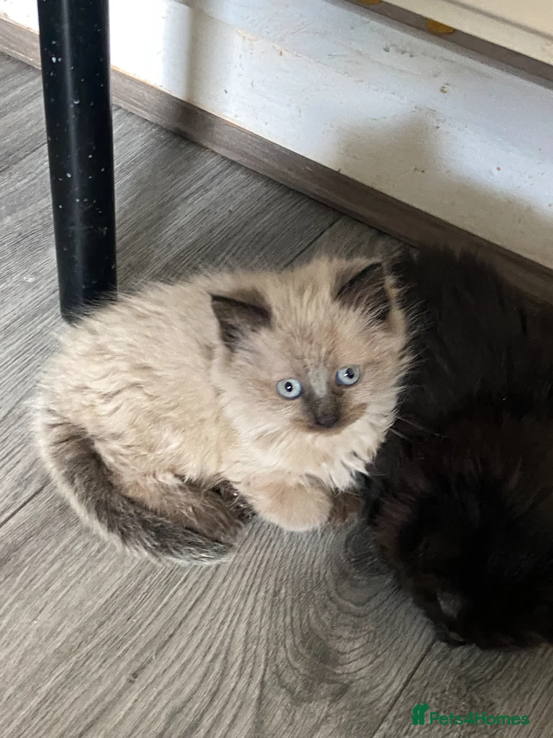 British Shorthair cats for sale: Ashy brown Ragdoll kittens - Advert 1