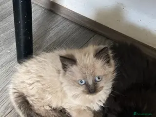 British Shorthair cats Ashy brown Ragdoll kittens - Advert 2