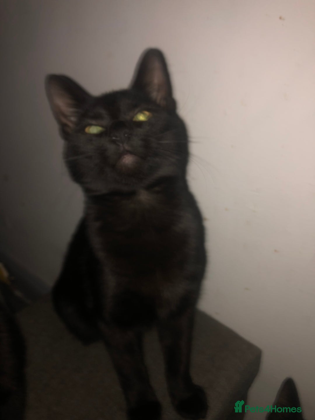 Domestic Shorthair cats for sale: 4 kittens 🐈‍⬛  - Advert 11