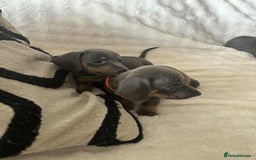 Miniature Dachshund dogs for sale: Miniature Dachshund puppies - Image 10