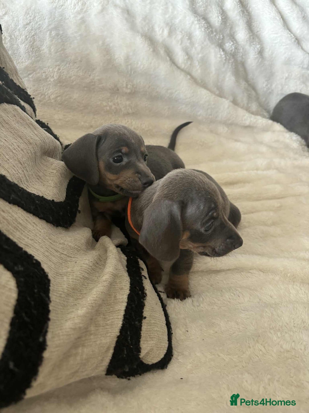 Miniature Dachshund dogs for sale: Miniature Dachshund puppies - Image 10