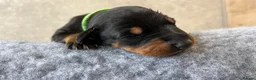 Dobermann dogs for sale: Outstanding Quality Dobermann puppies, KC REG - Advert 20
